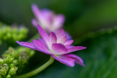 DSC01701. 紫陽花の舞子