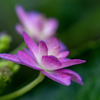 DSC01701. 紫陽花の舞子