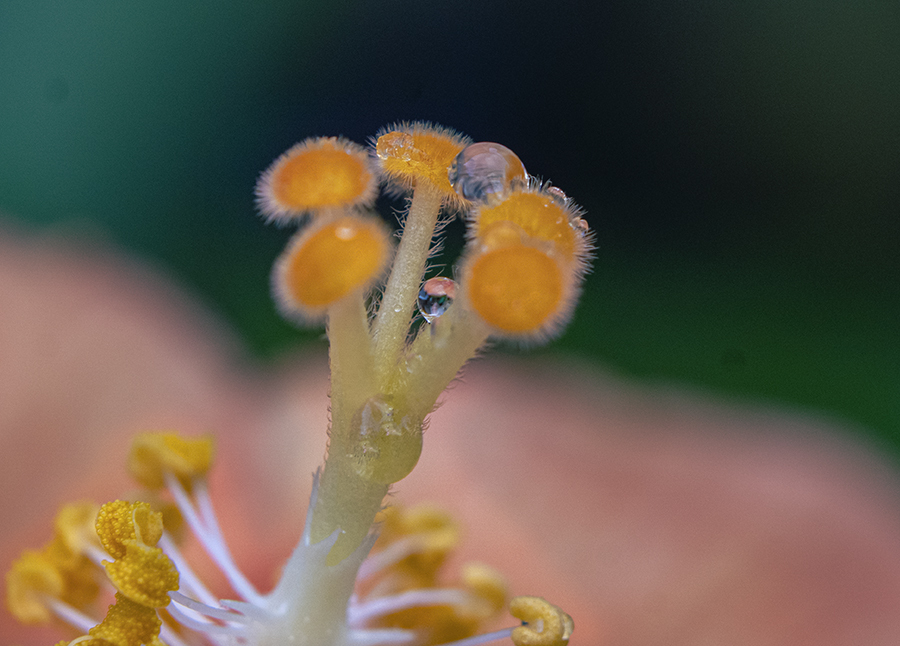 DSC07139. 花の素顔
