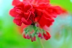 オバマ大統領に捧ぐゼラニューム