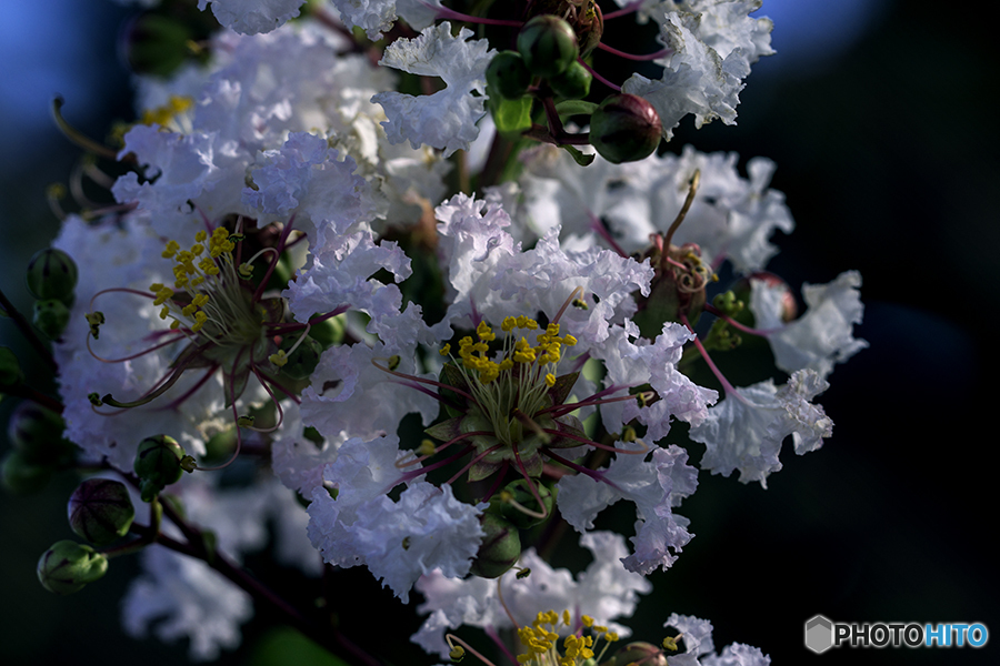 DSC05835白い百日紅-15