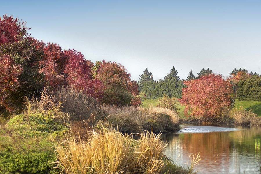 DSC01237  河川敷の秋