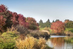 DSC01237  河川敷の秋