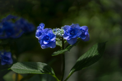 DSC09349. 六月の青