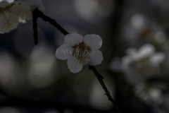 DSC03666 かおり、ゆかしい白梅の花