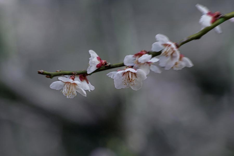 DSC05413.-A 春は萌む