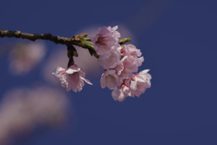 桜の雲と安行桜