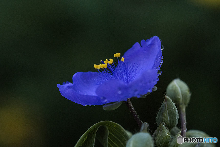 DSC06581 夜露に濡れた紫露草