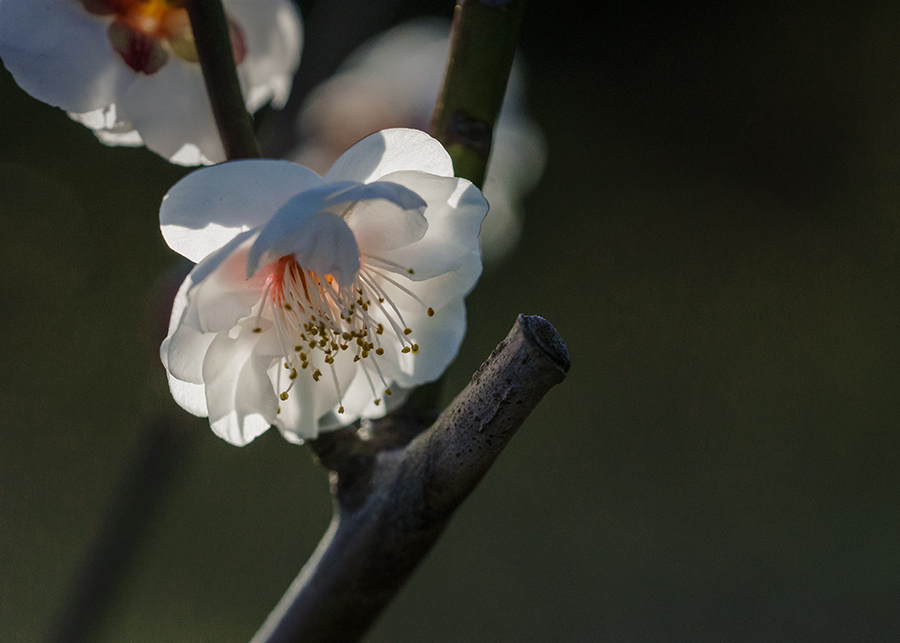 DSC06059 透き通る如く
