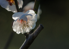 DSC06059 透き通る如く