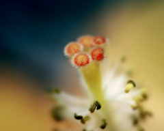 DSC01971. 花蕊