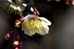 DSC06934 朝陽と梅.