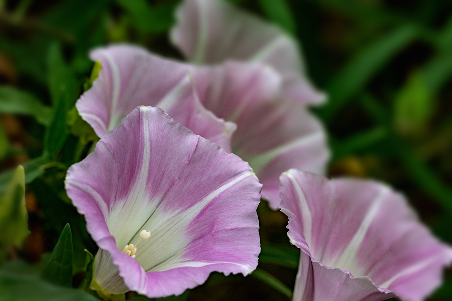 DSC07916.　朝顔