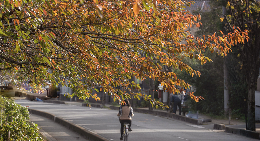 DSC02327. 紅葉出勤