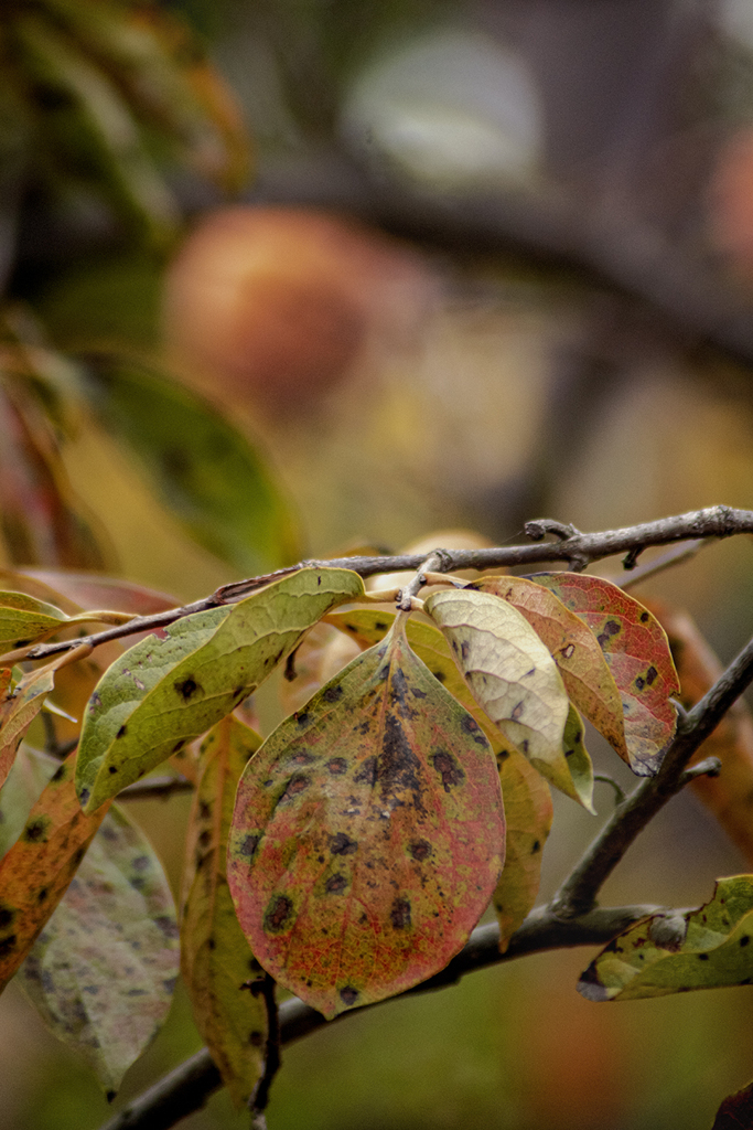 DSC00945. 柿の葉も熟す