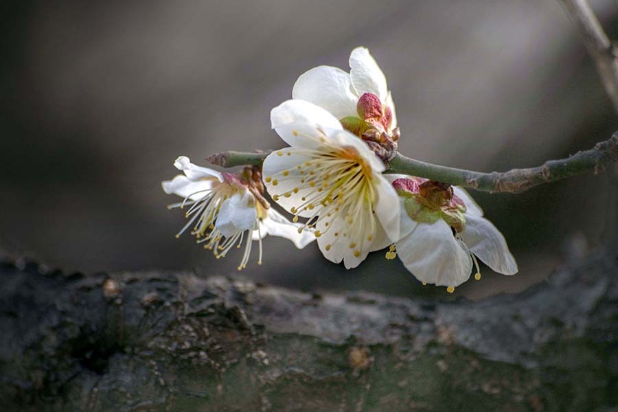 DSC00177 年年歳歳花相似たり-3