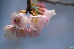 DSC08009-安行桜 (1)