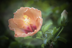 DSC04528 蕾が開き始めました