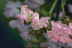 DSC04461 風の中の舞姫たち