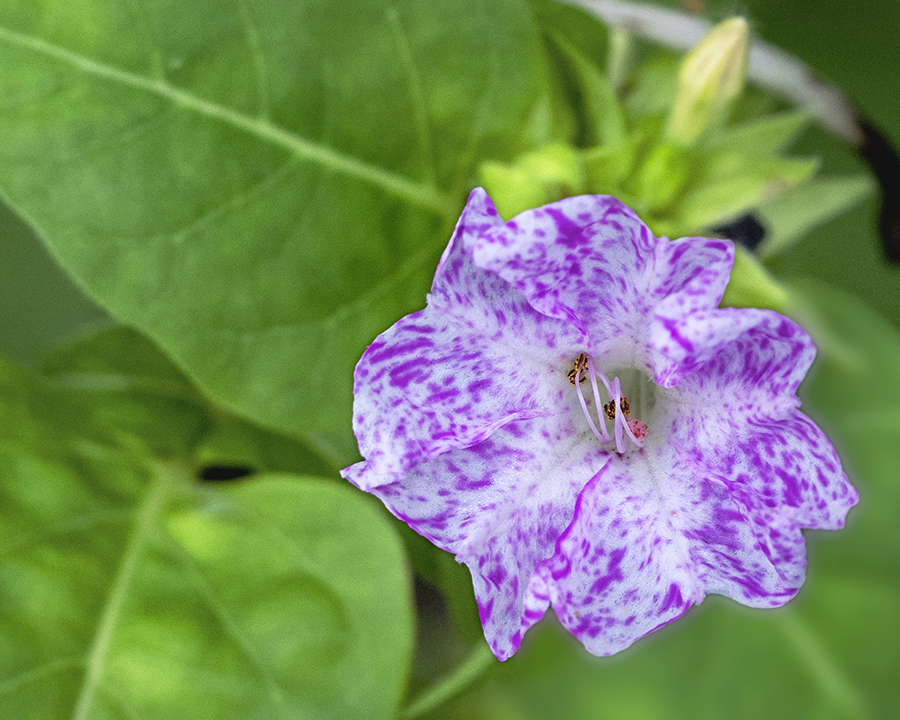 DSC04396  華麗な花の館