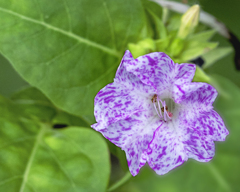 DSC04396  華麗な花の館