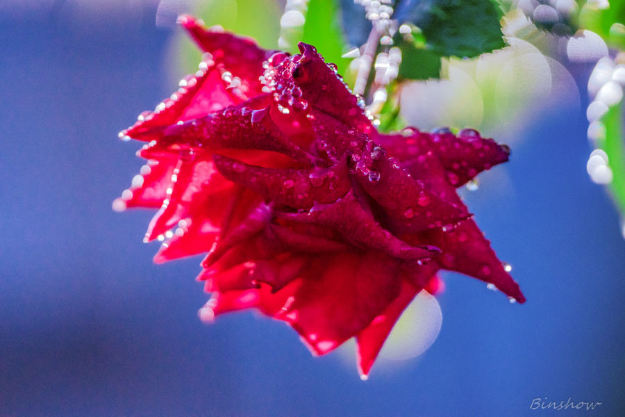 DSC03238-雨あがりの朝の薔薇-1