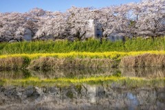 DSC00532. 追憶 桜を映して川は流れる