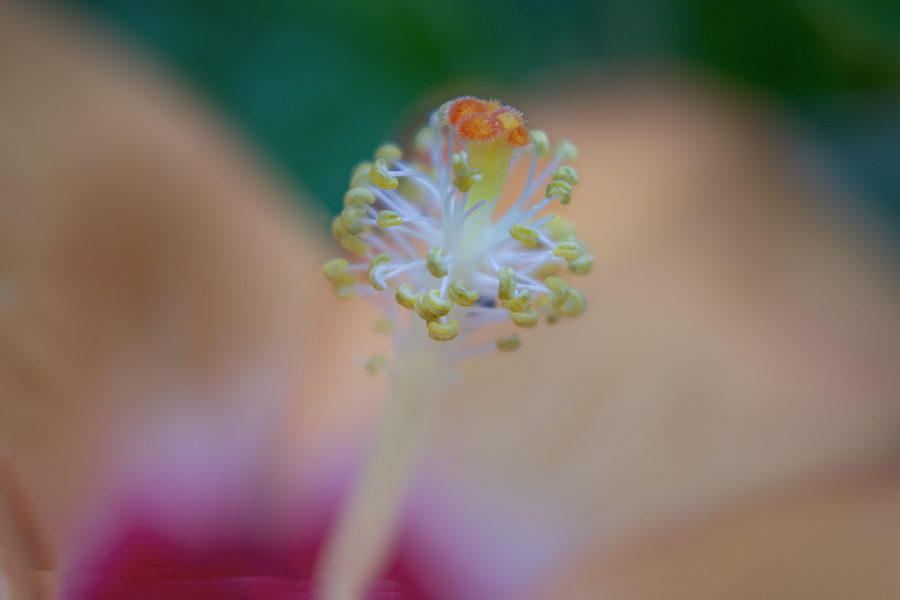 DSC07856. 凛と咲く