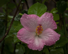 DSC09292 しっぽりと夏の爽やか雨