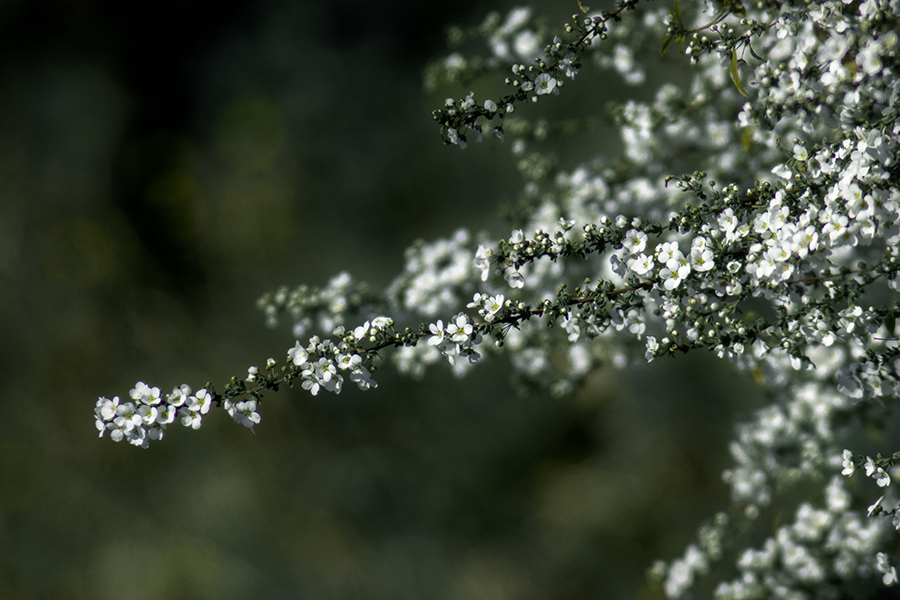 DSC07631. 粋な雪柳