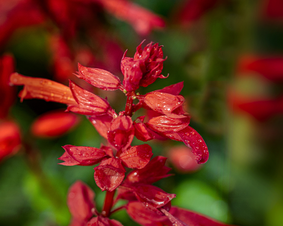 DSC08205  サルビアの花