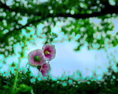DSC01917. 梅雨の晴れ間