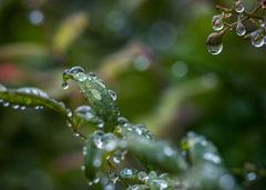 DSC08149　雨が癒してくれる