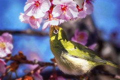 DSC09082-5 桜の花影