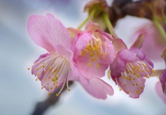 DSC07003 令和の河津桜開花