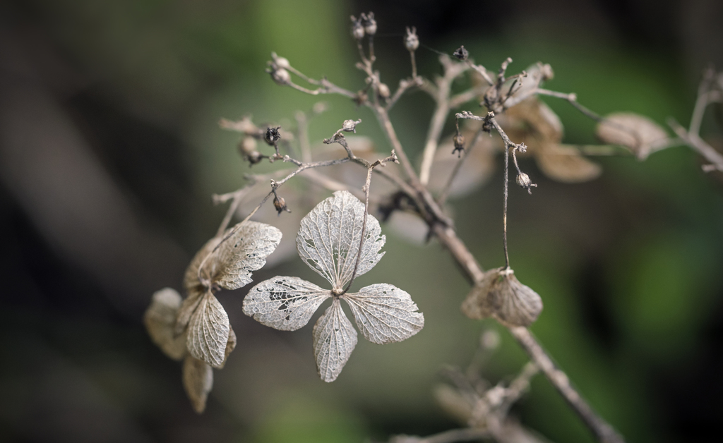 DSC01987  今はもう秋