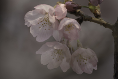 名残の安行桜