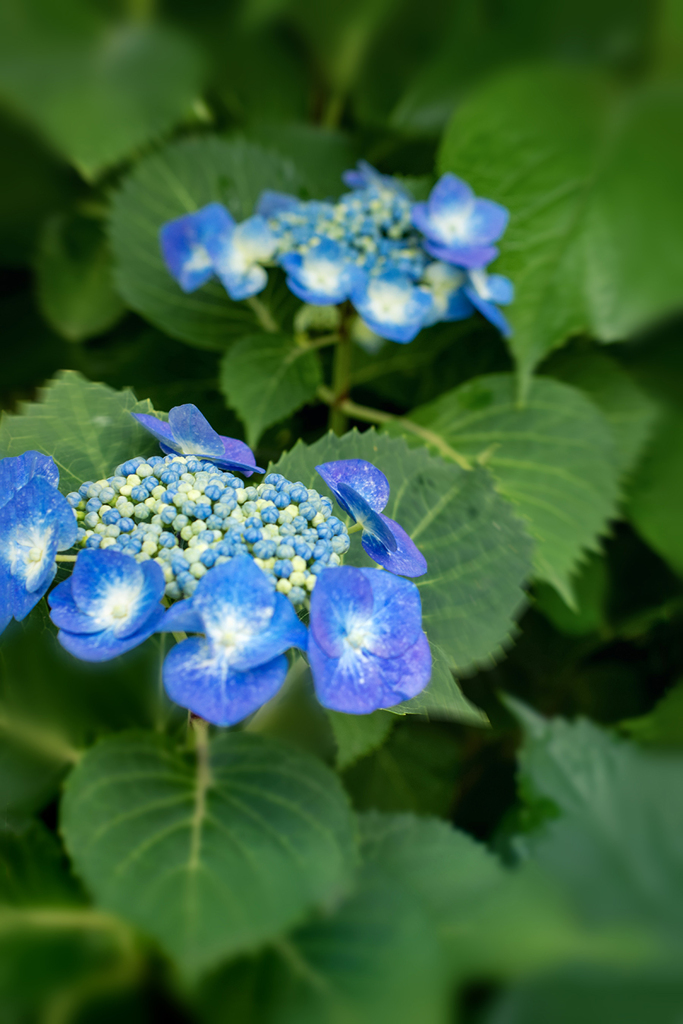 DSC01751. 青い精霊