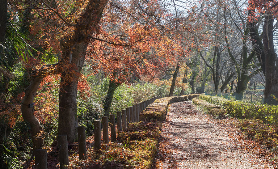 晩秋小径　DSC03057