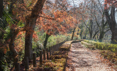 晩秋小径　DSC03057