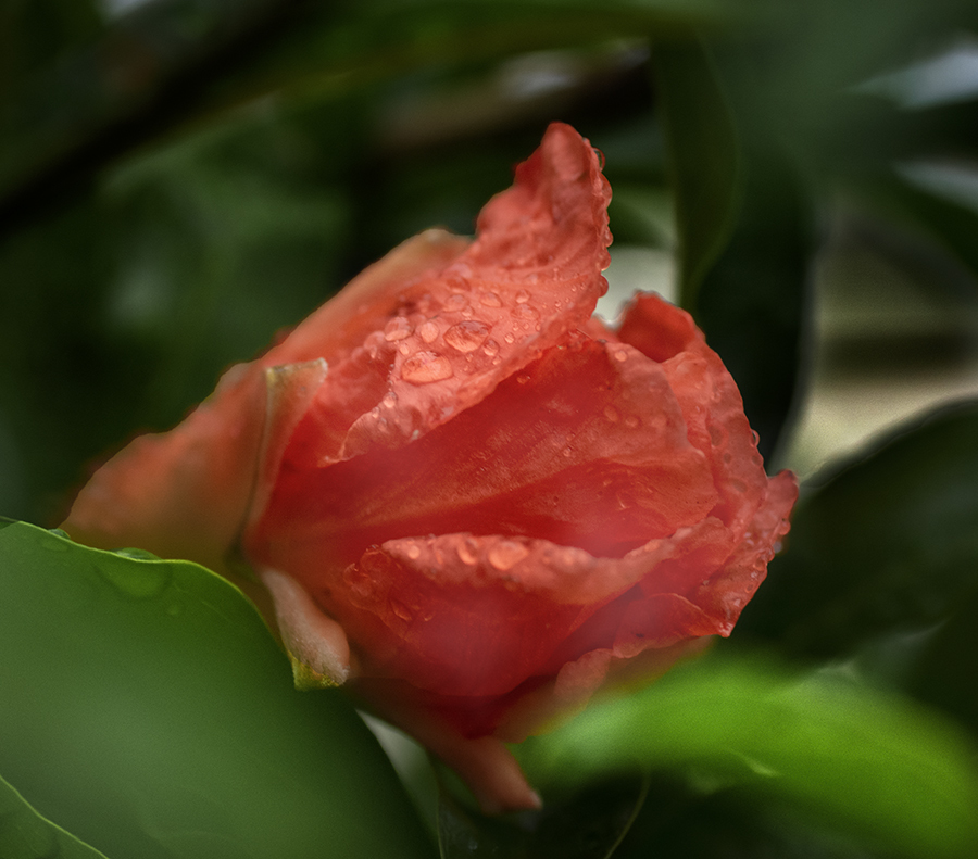 DSC03613 雨に濡れた花