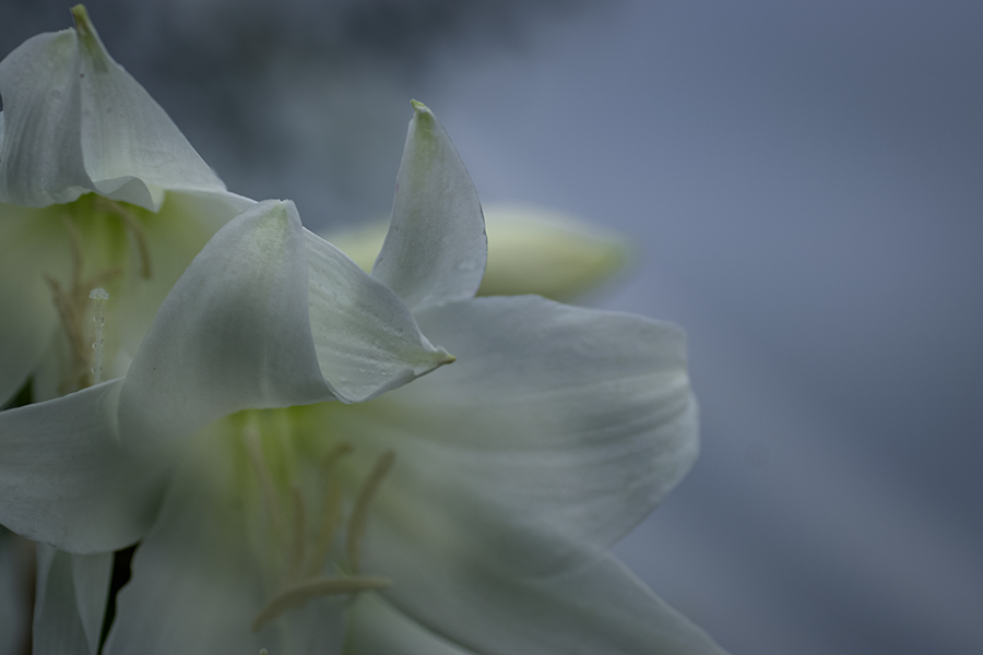 DSC03750. 五里霧中 jpg
