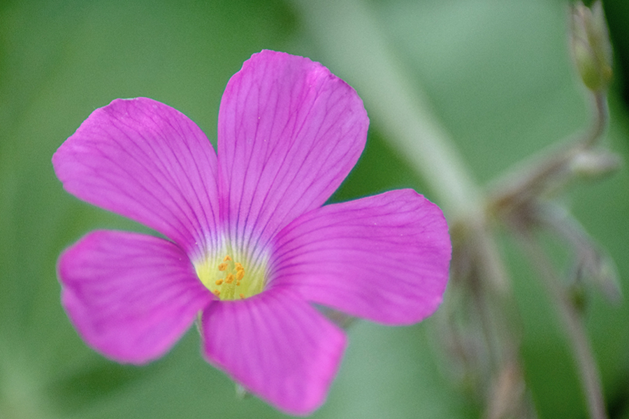 DSC09586. 野辺に咲く