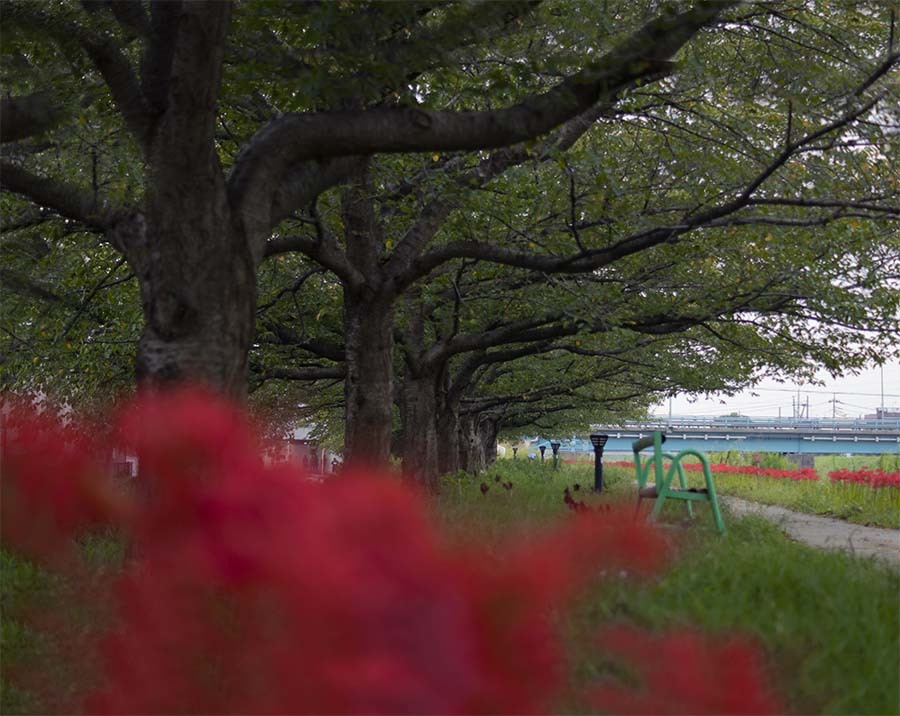 DSC05410 桜の樹の下で咲く