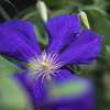 DSC07079- 紫の花