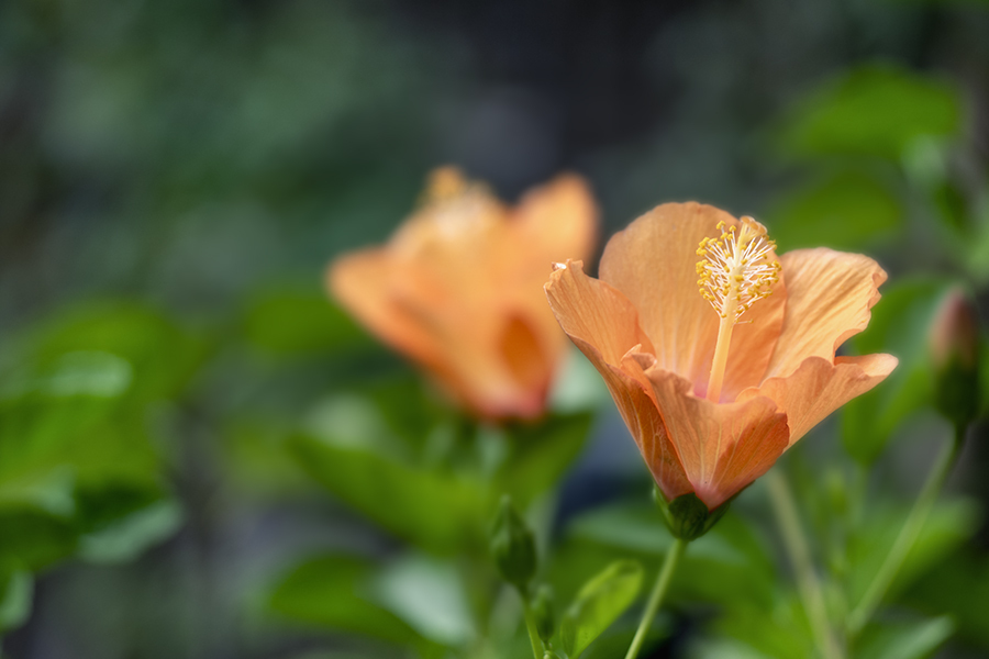DSC08377. 秋のハイビスカス