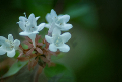DSC09415. 白い花.