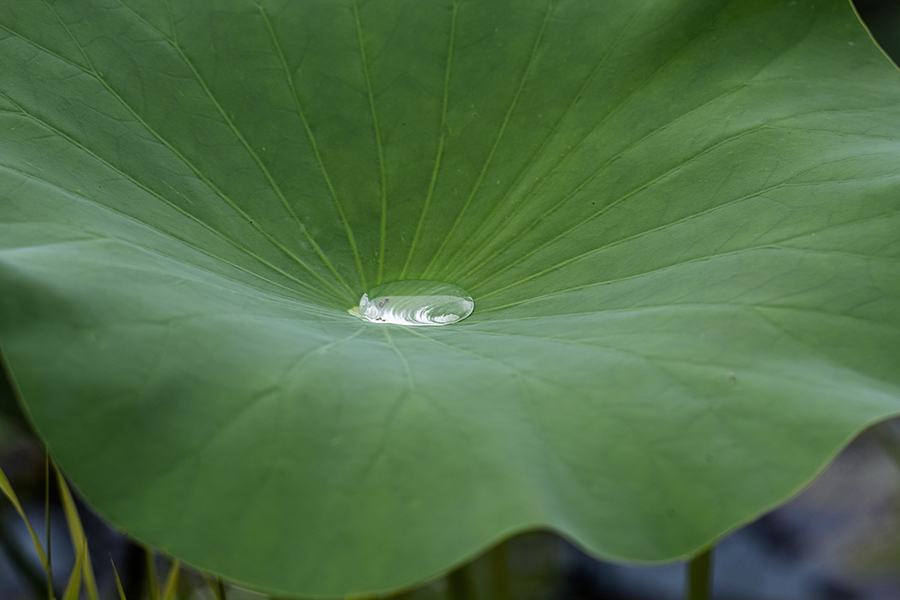 DSC03540 水玉に蓮の花の映り込み