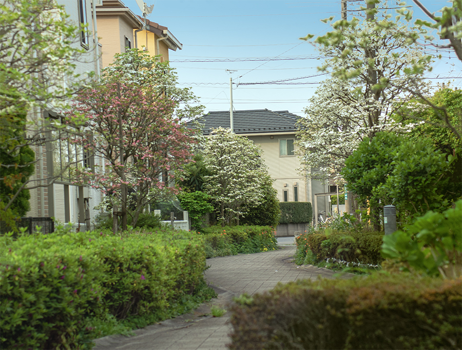 DSC00155. 初夏の遊歩道