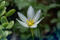 DSC04688. 幽玄タマスダレ